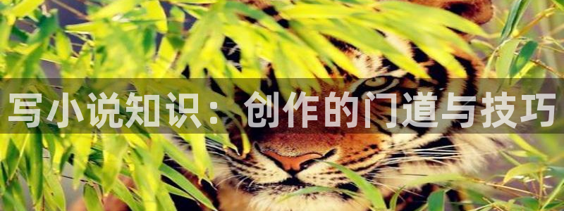 阿宾正传1—72与钰慧趣笔阁txt：写小说知识：创作的门道与技巧